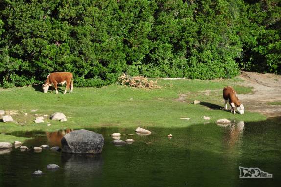 Vacas pastam tranquilamente ao lado de rio no Parque Nacional Los Alerces, ao norte de Trevelin, na patagônia argentina